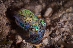 Bobtail Squid by Leslie Howell 
